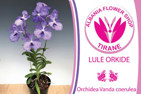 Lule Orchidea Vanda coerulea / Lord Rothschild's Variety nga Albania Flower Shop Tiranë